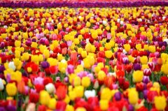 Özel Karışık Mix Lale Soğanı (100 adet)