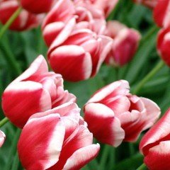 Özel Leen Van Der Mark Kırmızı Beyaz Lale Soğanı (5 adet)