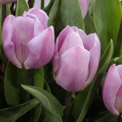 Özel Candy Prince Lale Soğanı (5 adet)