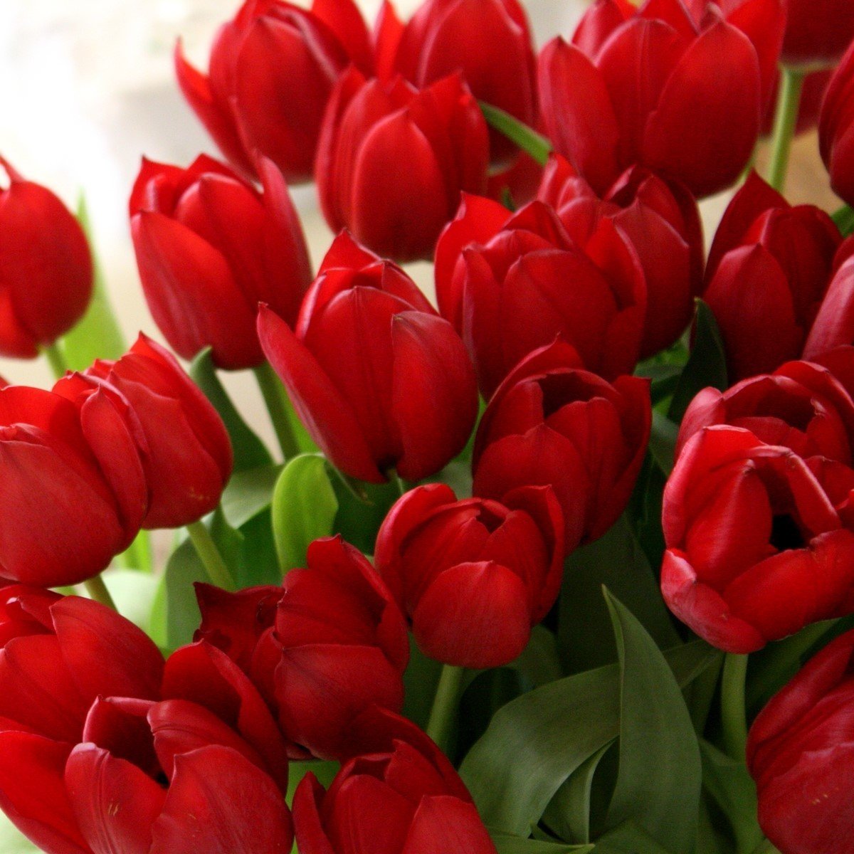 Koyu Kırmızı Seadov Lale Soğanı (5 adet)