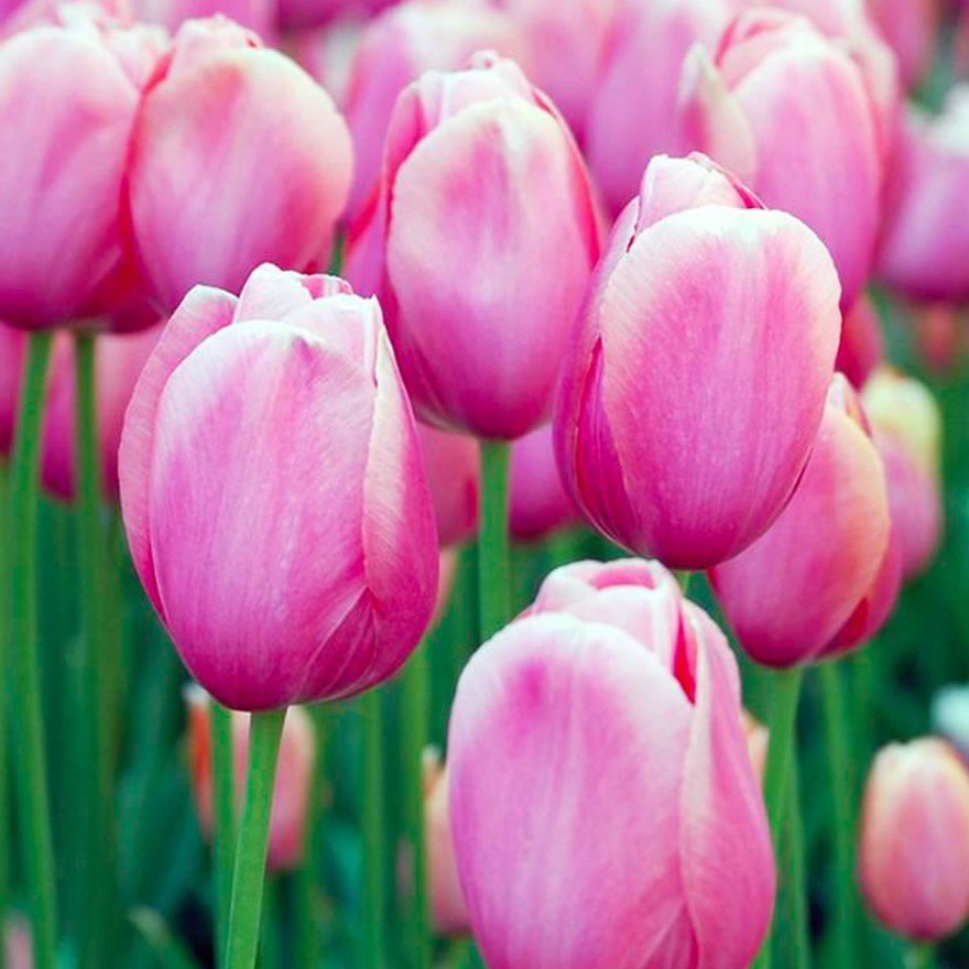 Holland Beauty Lale Soğanı (5 adet)