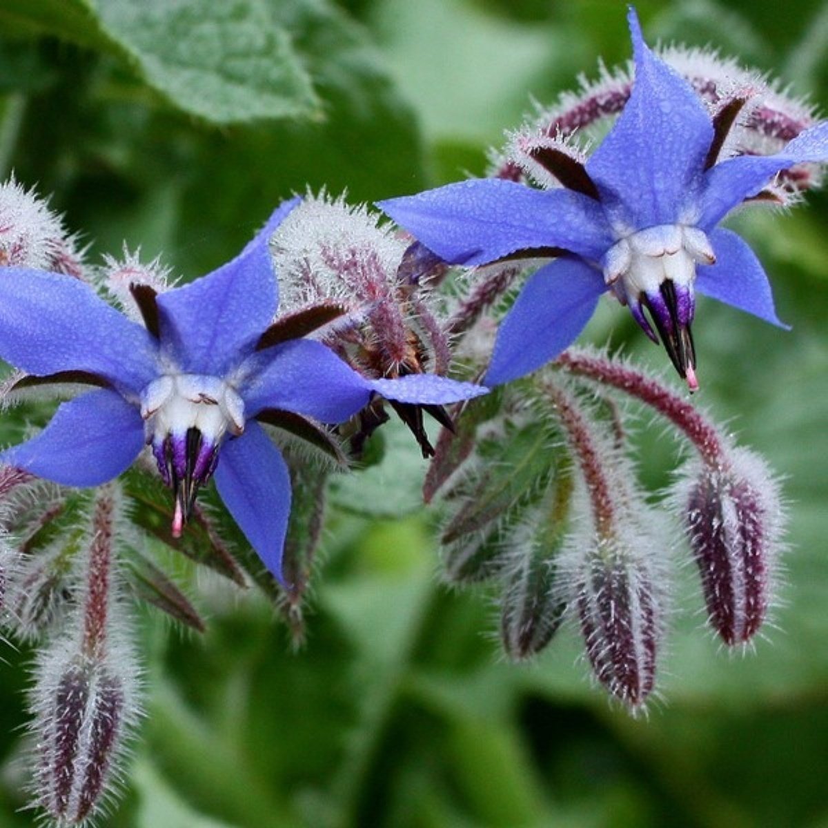 Şifalı Hodan Otu Tohumu (50 tohum)