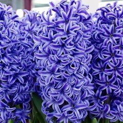 Blue Atlantic Yoğun Kokulu Sümbül Soğanı(3 adet)