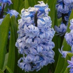 Yoğun Kokulu King Aqua Sümbül Soğanı (3 adet)