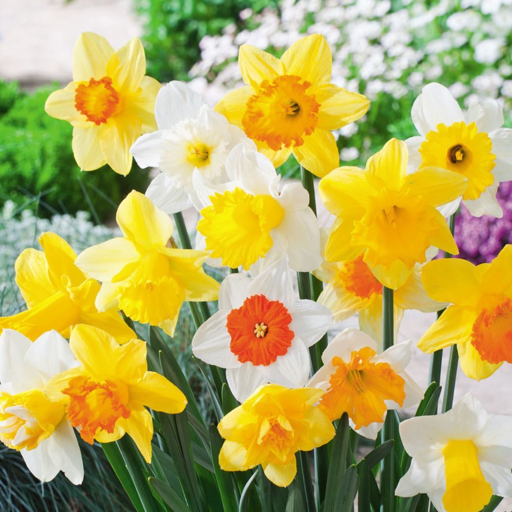 Karışık Renkli Nergis Soğanı (5 adet)