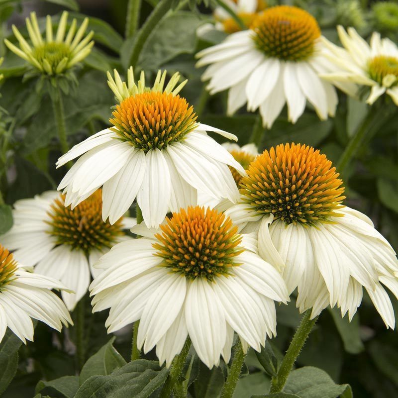 Sarı Papatya German Chamomile Çiçeği Tohumu(100 tohum)