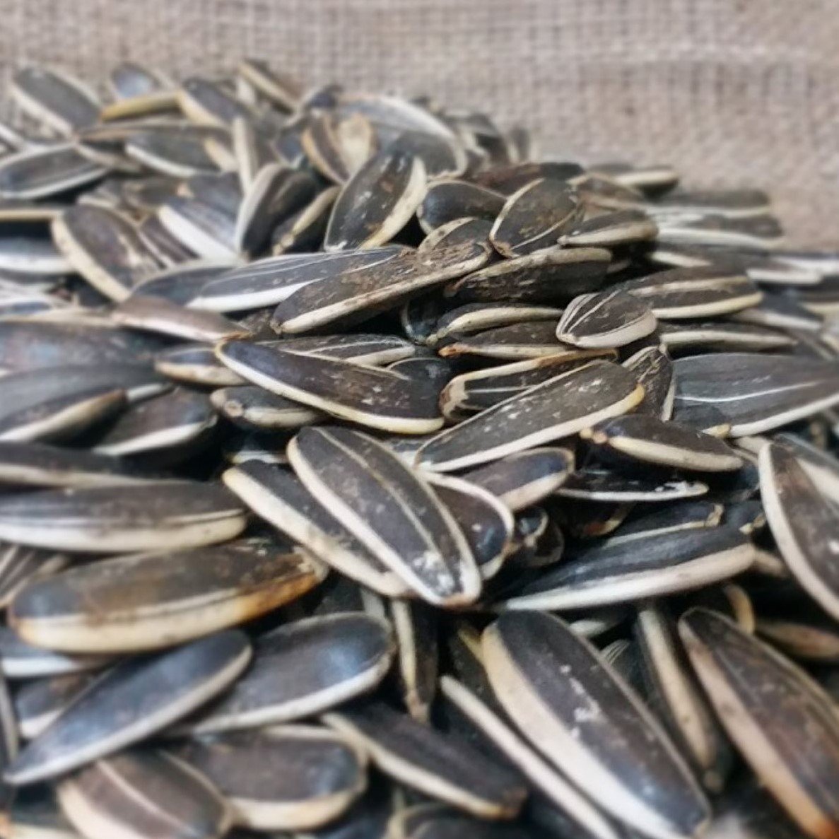 Siyah Çerezlik Çitlemelik Ayçiçeği Fidesi (5 Adet)