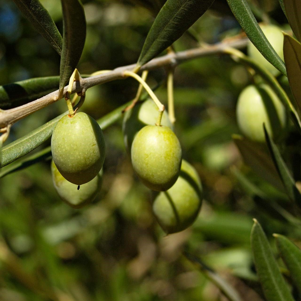 Akdeniz İncisi Orta Boy Sarı Ulak Zeytin (20 kg)