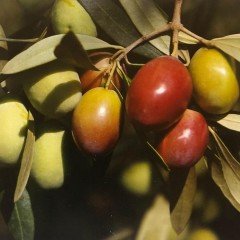 Akdeniz İncisi Orta Boy Sarı Ulak Zeytin (5 kg)