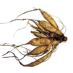 Büyük İri Çiçekli Karışık Mixed Dahlia Yumrusu (5 adet)