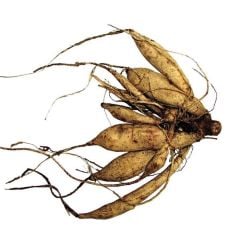 Büyük İri Çiçekli Dazzling Magic Dahlia Yumrusu (1 adet)