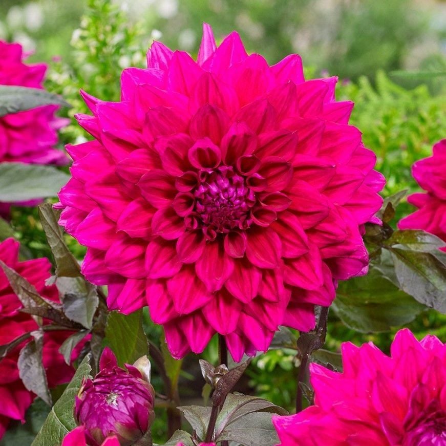 Büyük İri Çiçekli Engelhardt's Matador Dahlia Yumrusu (1 adet)