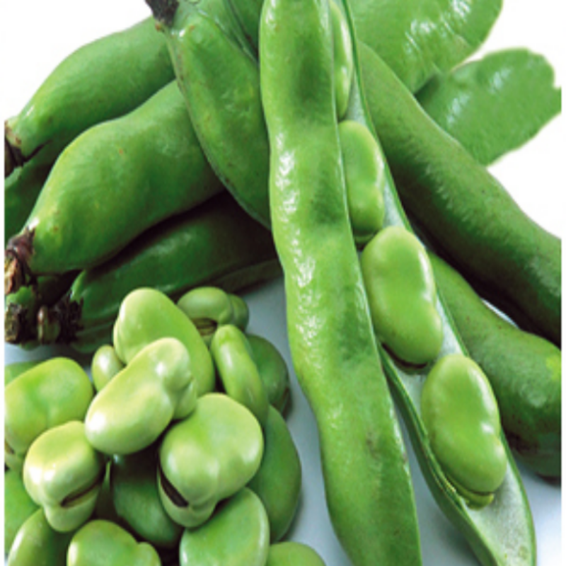 Geleneksel Doğal Bakla Tohumu (20 Tohum)