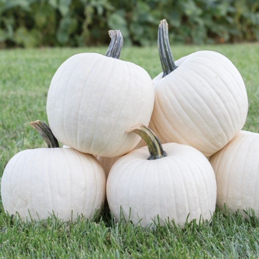 rrison Beyaz Kavuk Balkabağı Tohumu (5 Tohum)