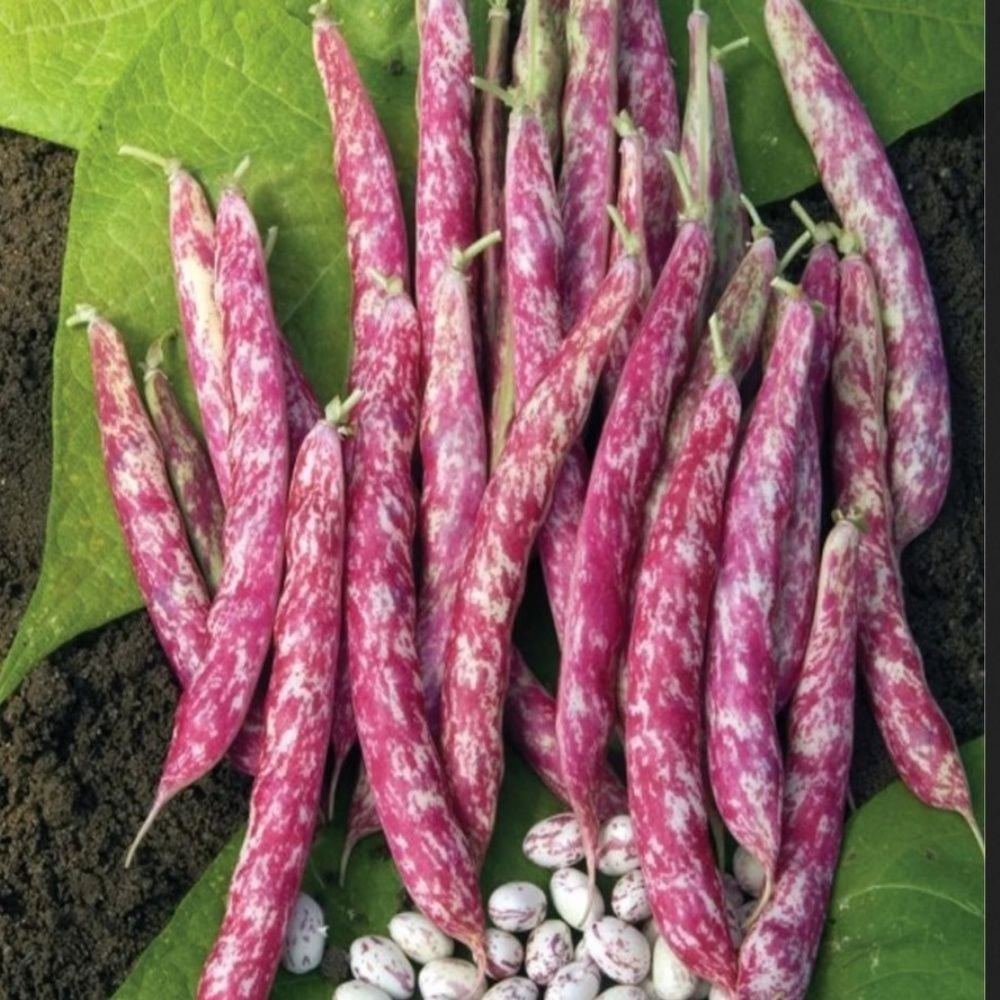 Anadolu Ata Tohum Oturak Barbunya Tohumu (20 Tohum)