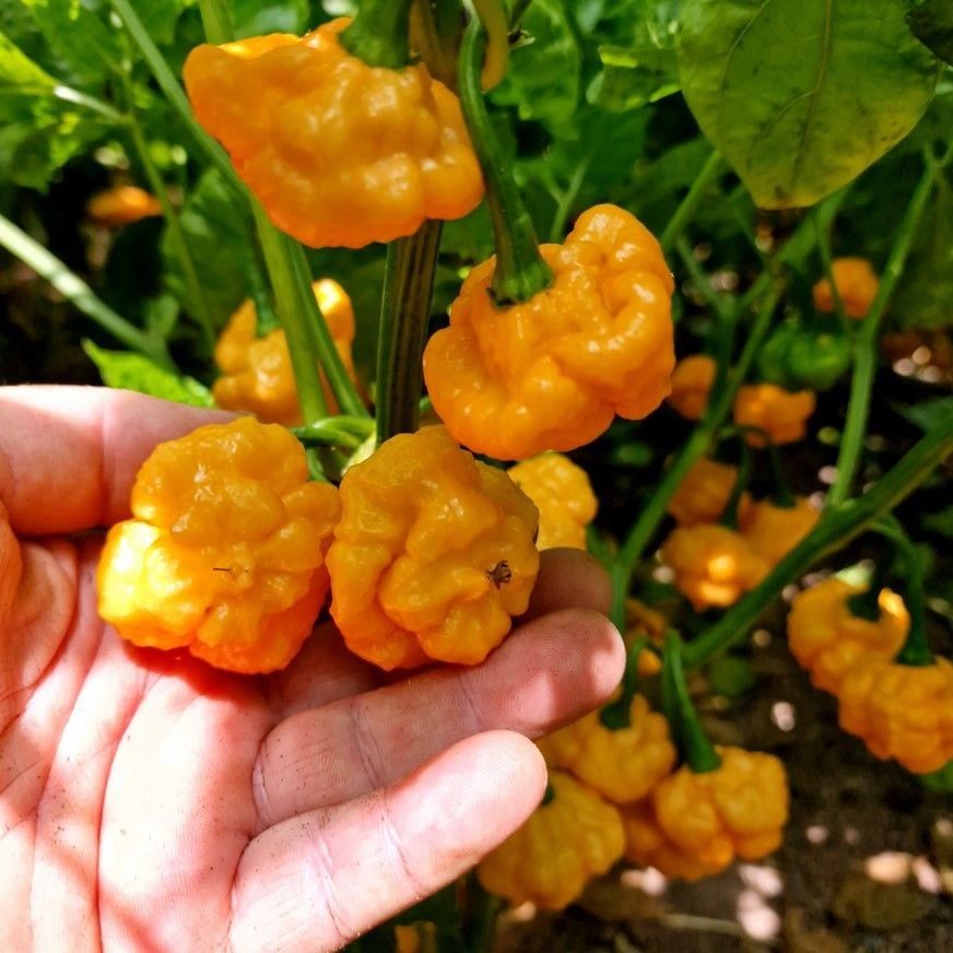 Doğal Ksps Khangstar Çok Acı Biber Tohumu (10 Tohum)