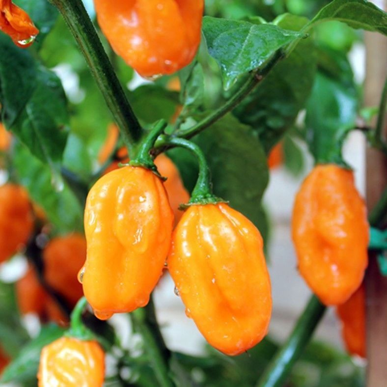 Doğal Carbonero Peach Çok Acı Biber Tohumu (10 Tohum)