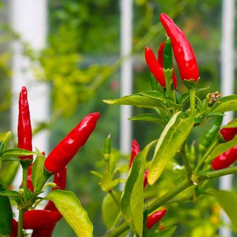Birds Eye Acı Mini Chili Pepper Biber Tohumu (70 Tohum)