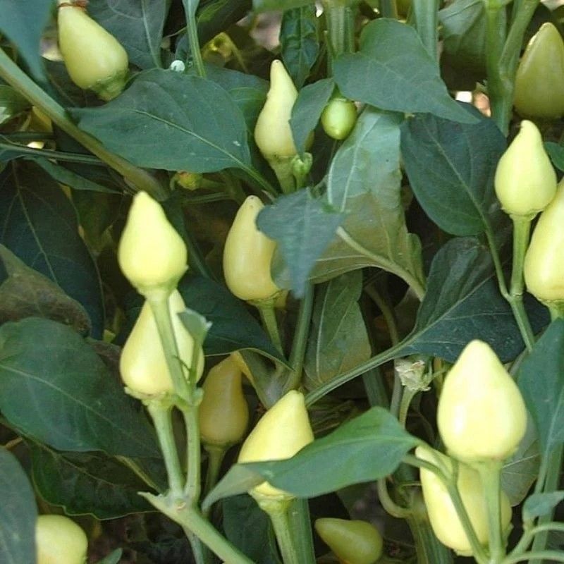 Ata Tohumu Tombul Turşuluk Acı Süs Biberi Tohumu (70 Tohum)