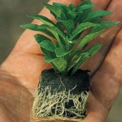 Tumbelina Damson Ripple Kokulu Katmerli Sarkıcı Superstar Petunya Çiçeği Fidesi (1 Adet)