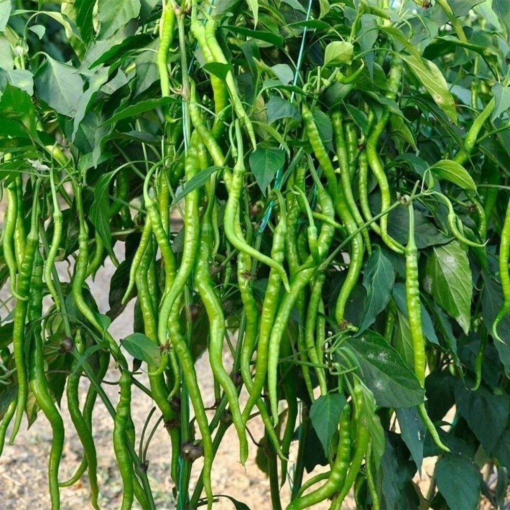 Geleneksel Ata Tohum Acı Kıl Biberi Tohumu (70 Tohum)