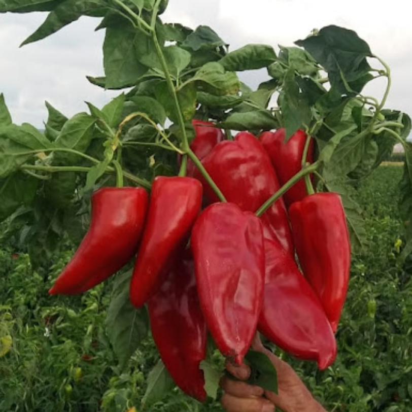Salçalık Közlemelik Kızartmalık Tatlı Kırmızı Kapya Biberi Tohumu (70 Tohum)