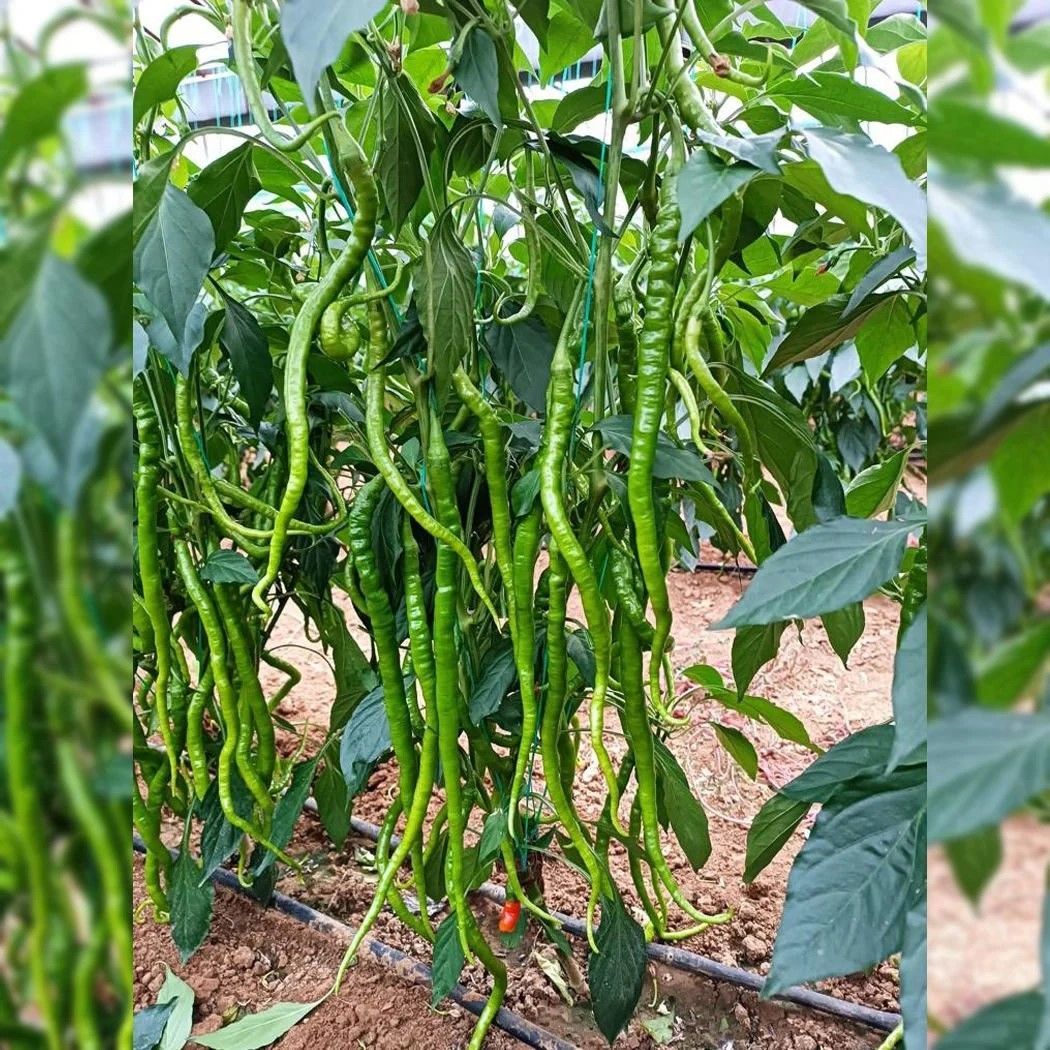 Doğal Tatlı Kıl Biberi Tohumu (70 Tohum)