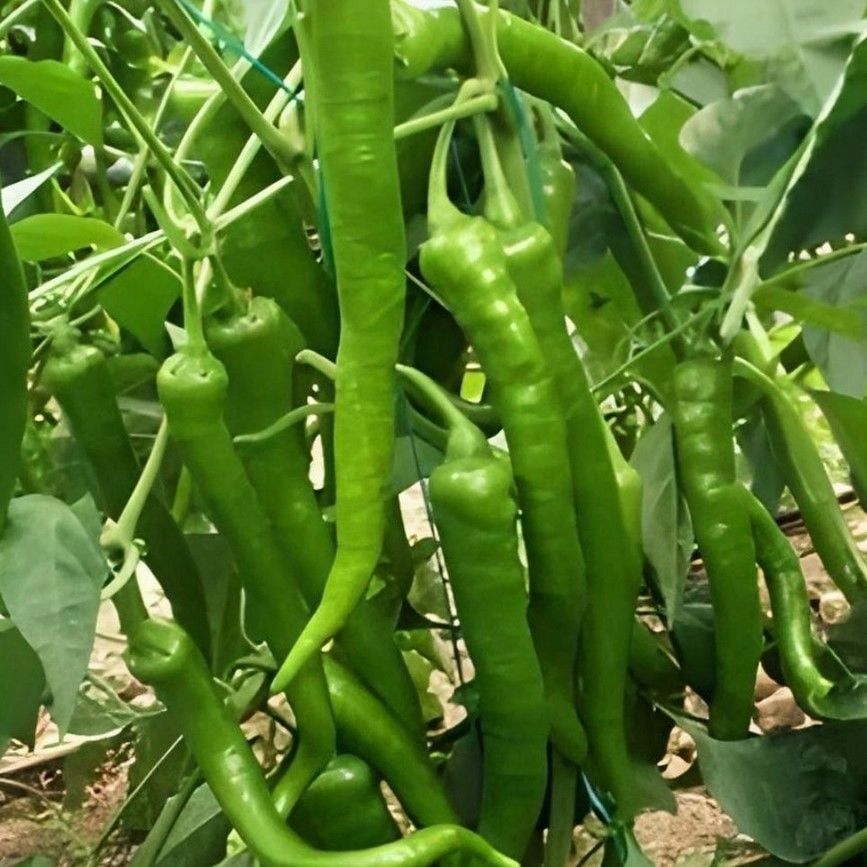 Antalya Demre Lezzetli Yeşil Tatlı Biber Tohumu (50 Tohum)