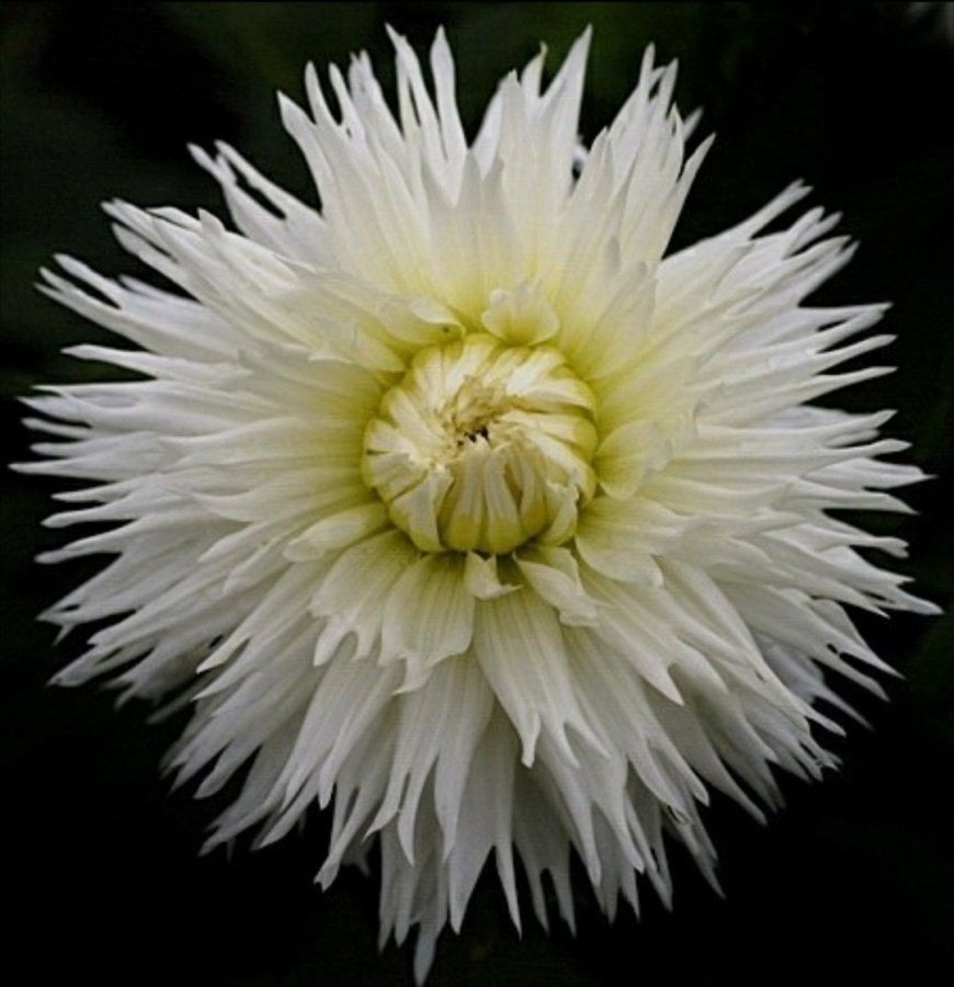 Dev Çiçekli White Lace Dahlia Yıldız Çiçeği  Yumrusu (1 adet )