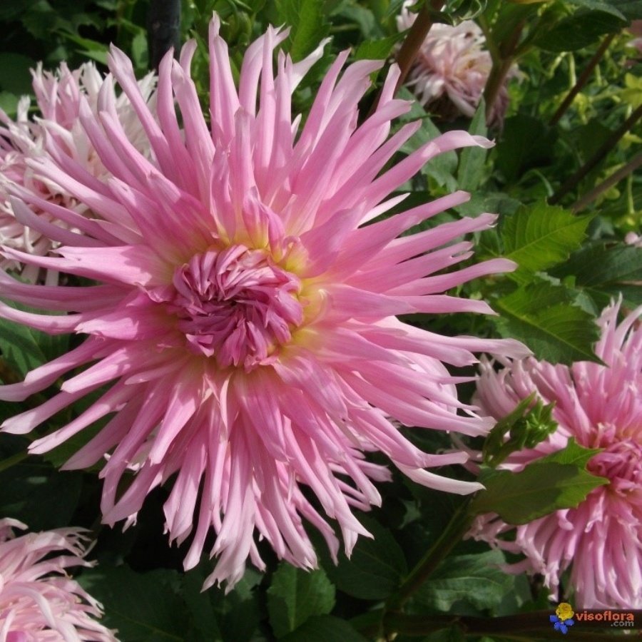 Dev Çiçekli Eurydice Dahlia Yıldız Çiçeği Yumrusu (1 adet )