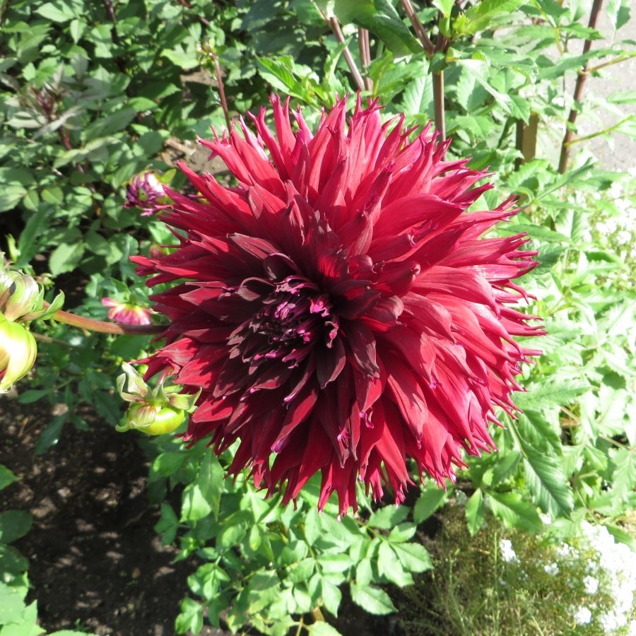 Dev Çiçekli Kenora Mackob B Dahlia Yıldız Çiçeği Yumrusu (1 adet )