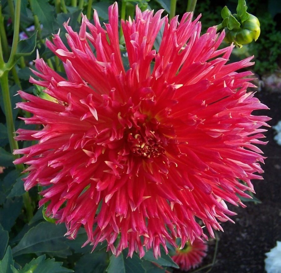 Dev Çiçekli Jax Dahlia Yıldız Çiçeği Yumrusu (1 adet )