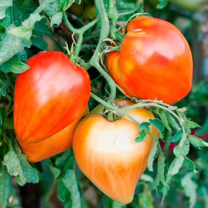 Red Oxheart Kalp Şeklinde Meyvesi Olan Domates Tohumu (15 Tohum)