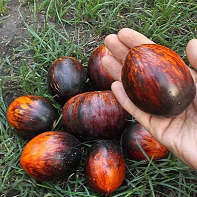 Gargamel Siyah Kırmızı Domates Tohumu (15 Tohum)