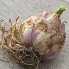 İri Çiçekli Alberto Pembe Renk Kokulu Lilium Zambak Soğanı  (1 Adet )