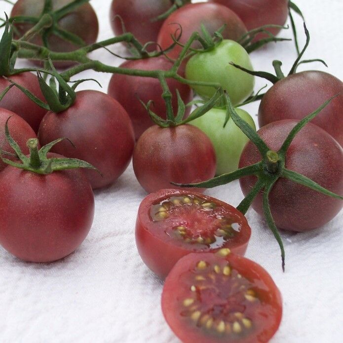 Çikolata Cherry Domates Tohumu (15 Tohum)