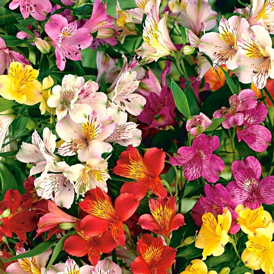 Gloria Mixed Karışık Zambak Soğanı (4 adet)