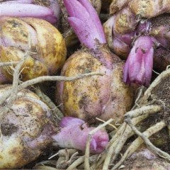 Gloria Mixed Karışık Zambak Soğanı (4 adet)