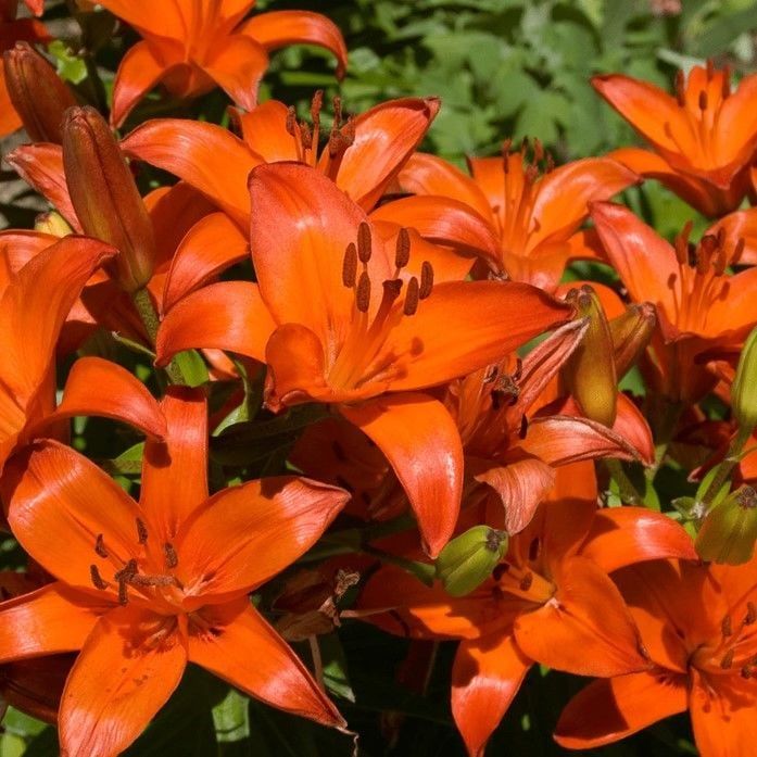 Matrix Orange Turuncu Renkli Kokulu Zambak Soğanı   (1 Adet )