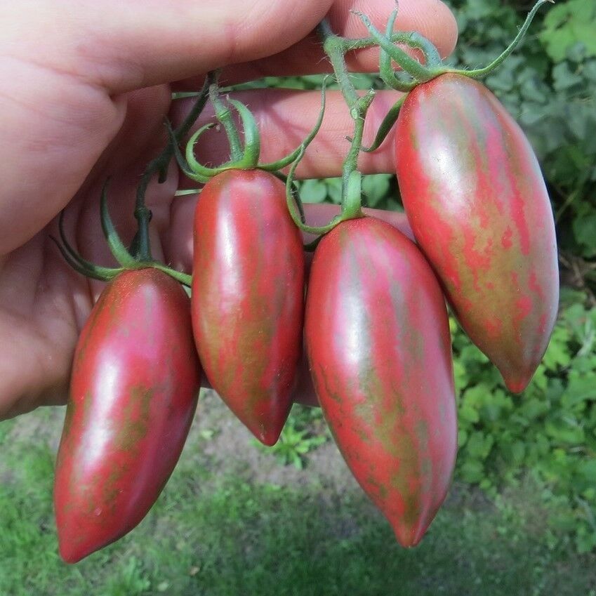 Purple Smaragd Çizgili Mor Domates Tohumu (15 Tohum)