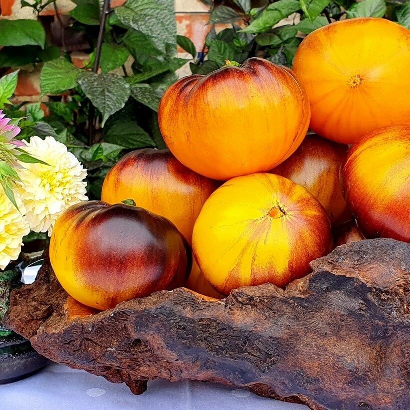 Wolverine İri Etli Meyveli Domates Tohumu (15 Tohum)