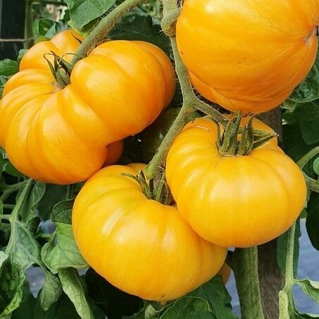 Big Yellow Sarı Domates Tohumu (15 Tohum)