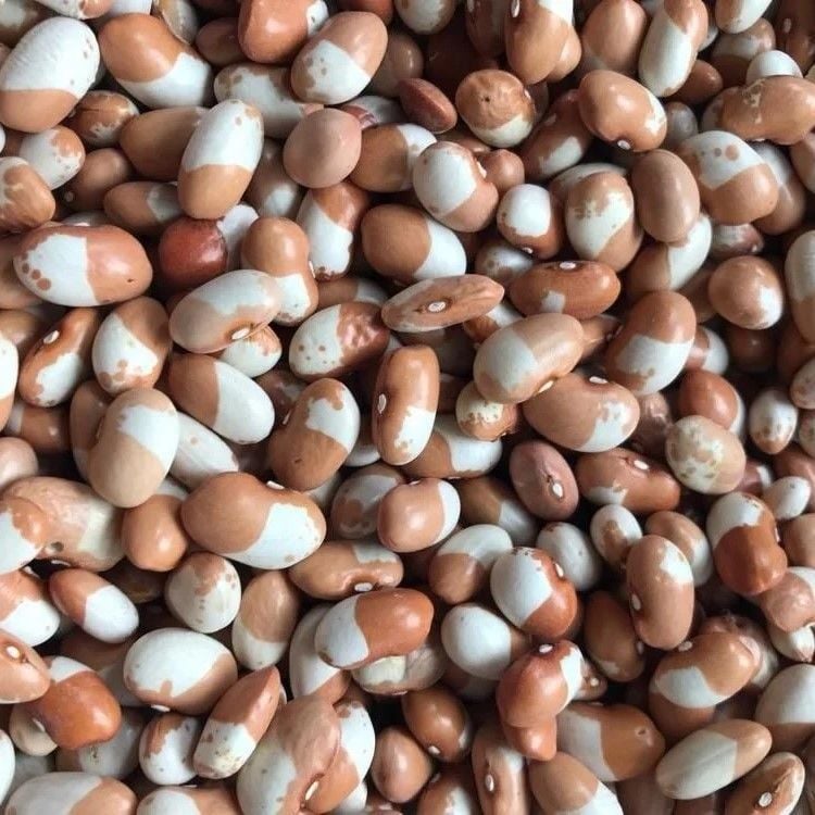 Geleneksel Keklik Sırık Fasulye Tohumu (10 Tohum)