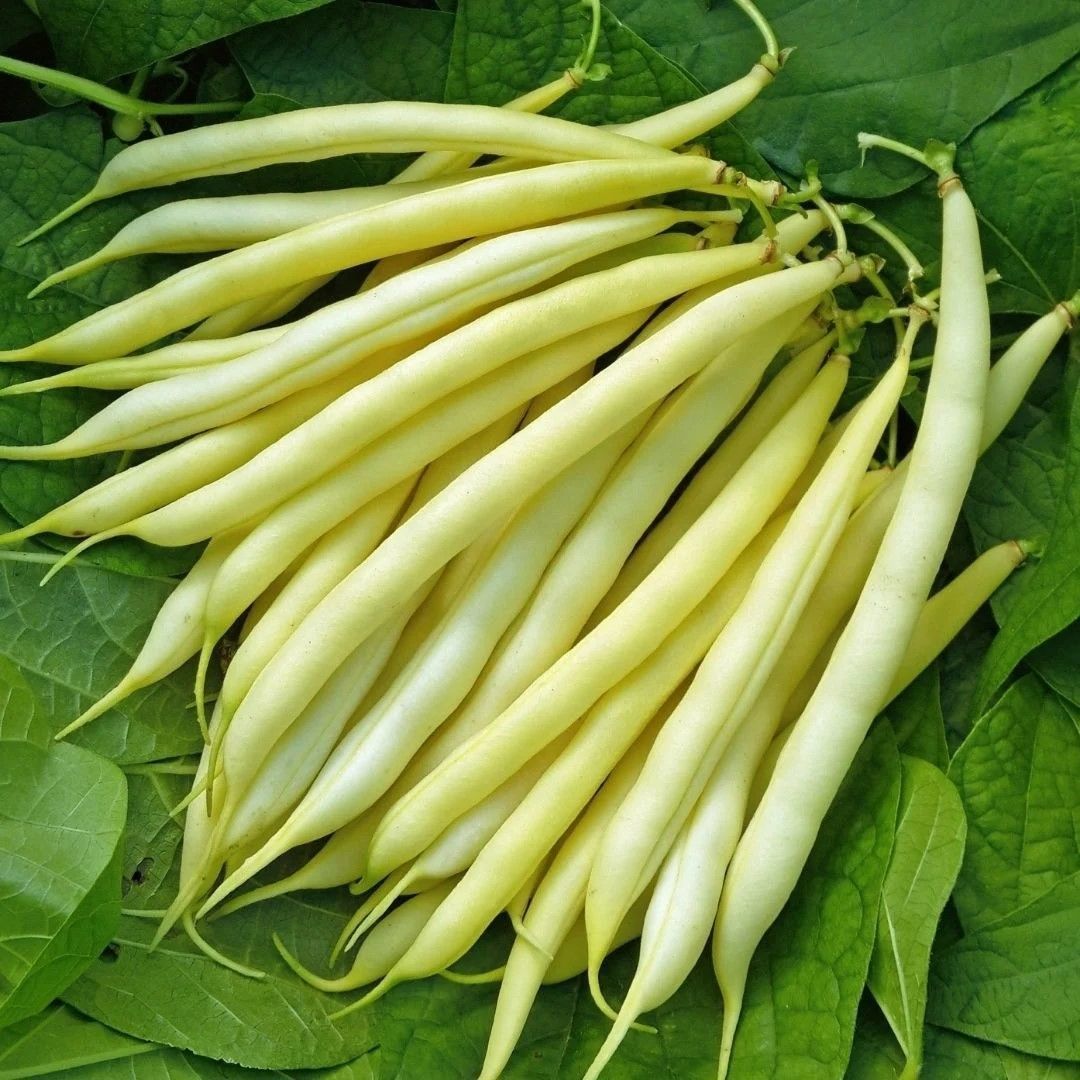 Hanımteni Çağlayan Sırık Turşuluk Beyaz Doğal Fasulye Tohumu (20 Tohum)