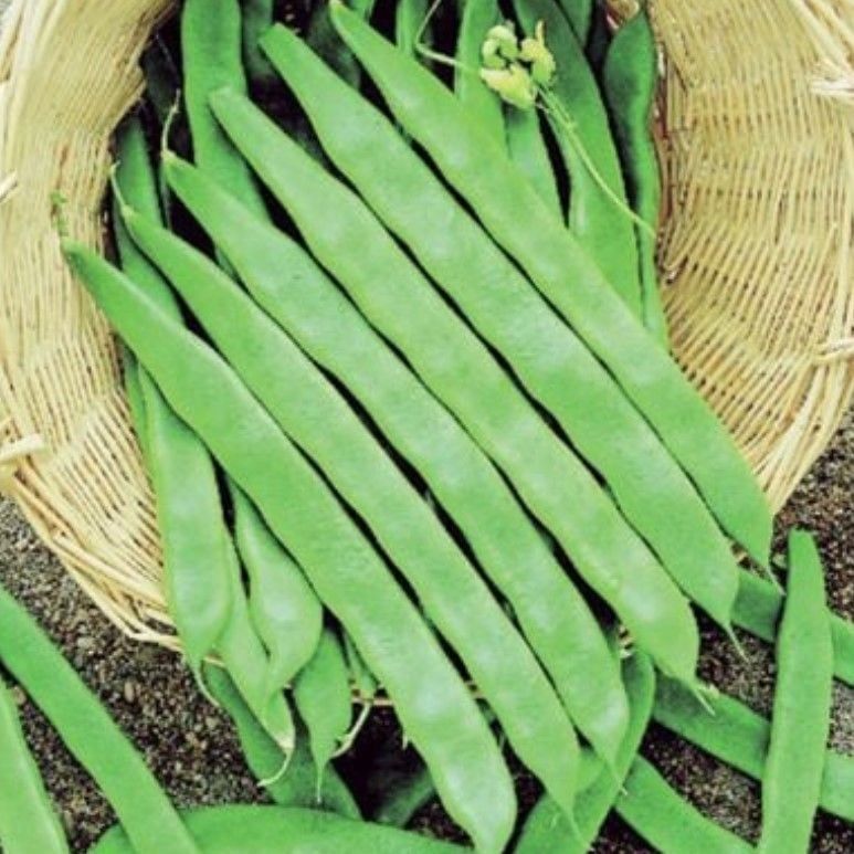 Sırık Geniş Helda Fasulye Tohumu (20 Tohum)