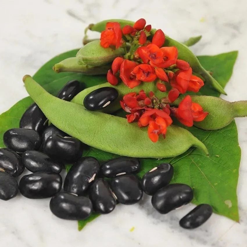 Geleneksel Malezya Siyahı Sırık Fasulye Tohumu (10 Tohum)