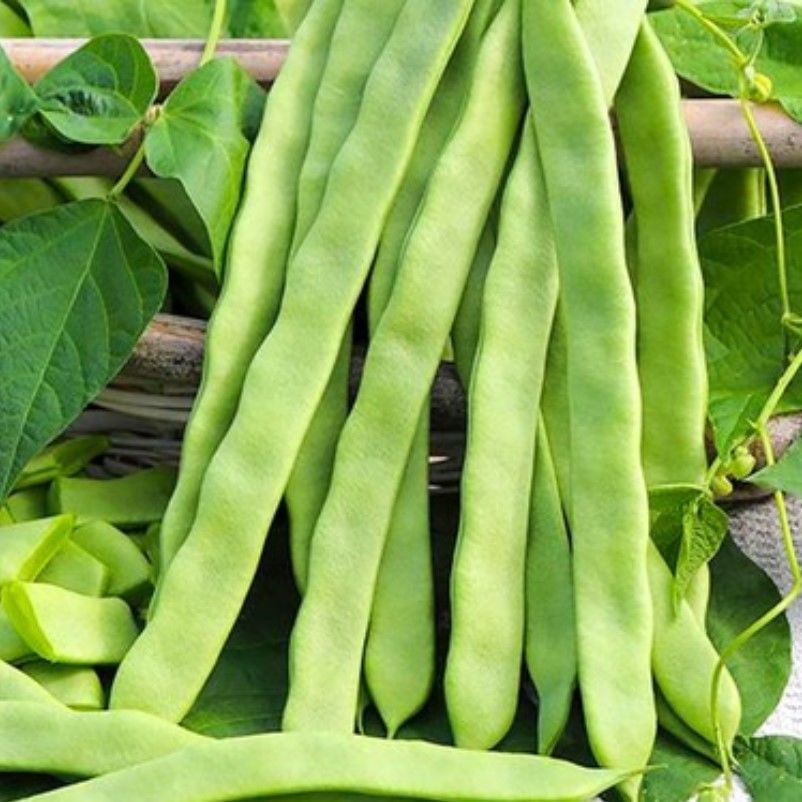 Sırık Kılçıksız Alman Ayşe Tipi Fasulye Tohumu (20 Tohum)