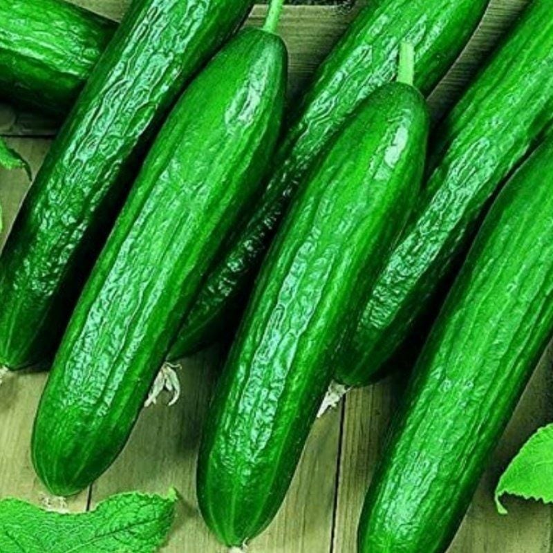 Bol Dökümlü Kokulu Beith Alpha F1 Salatalık Tohumu (10 Tohum)