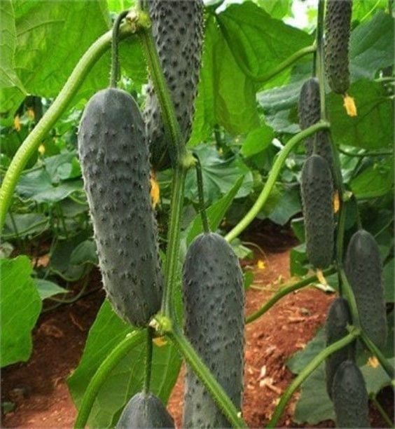 Doğal Dikenli Hıyar Tohumu (10 Tohum)