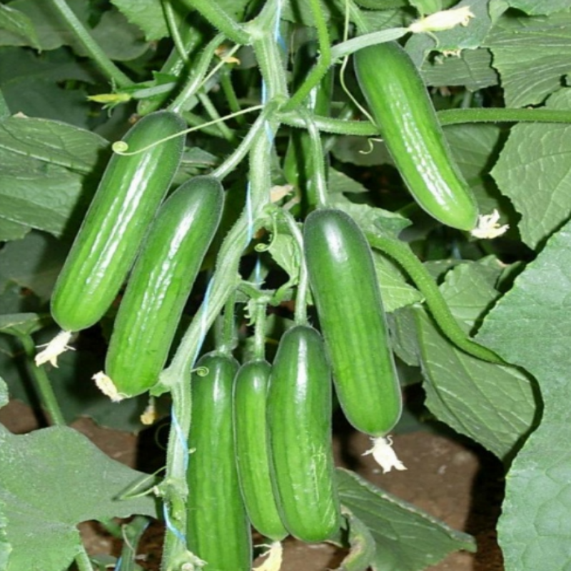 Yüksek Verimli Mızrak F1 Multi Sırık Hıyar Tohumu (10 Tohum)